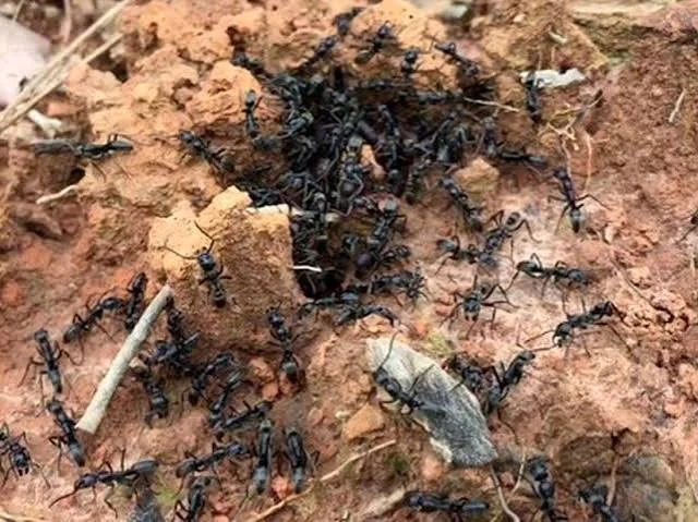 The Ant That Will Make Your Day Hell - Amazing, Postmodernism, Mammals, Zen, Yandex Zen, Longpost
