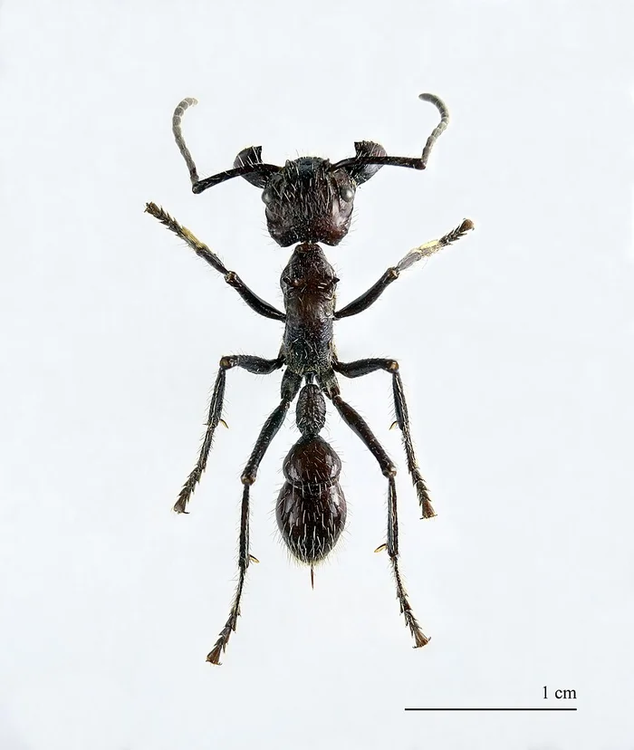 The Ant That Will Make Your Day Hell - Amazing, Postmodernism, Mammals, Zen, Yandex Zen, Longpost