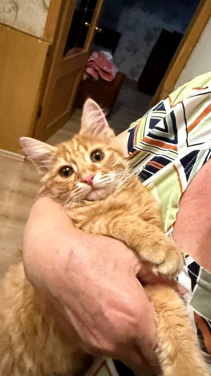 Котик в добрые руки