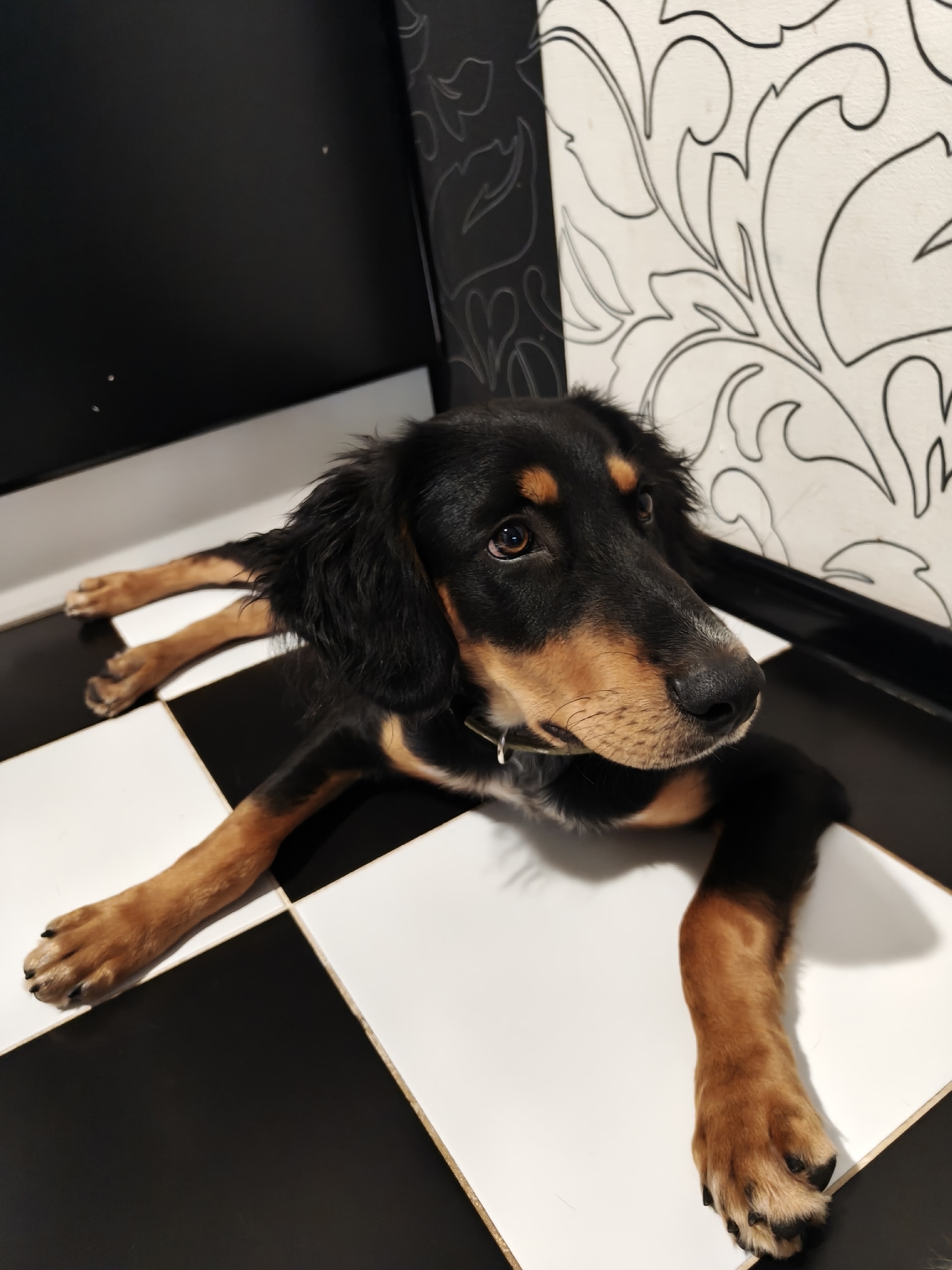 We are looking for an owner for a puppy - My, Lost, The rescue, Kindness, Care, Dog lovers, Volgograd, Puppies, Longpost, Dog