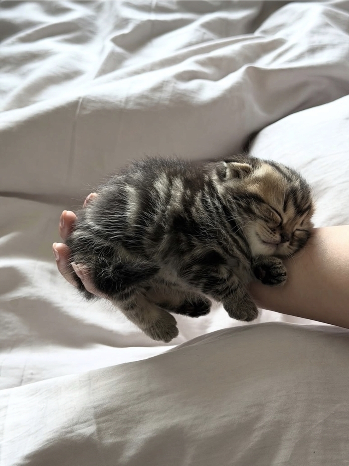 Кот дня