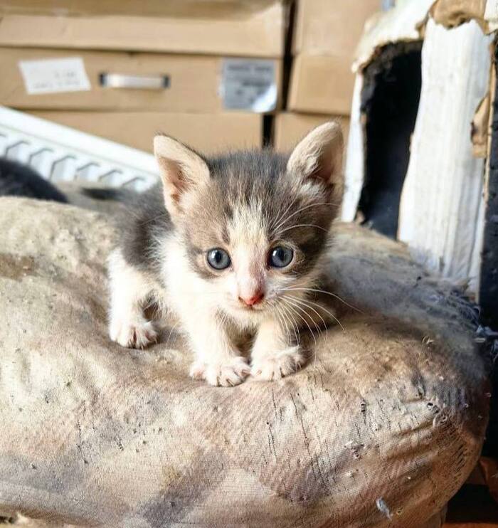 Котёнка Дюймовочку обзывают некрасивой! Ей очень нужен Дом!