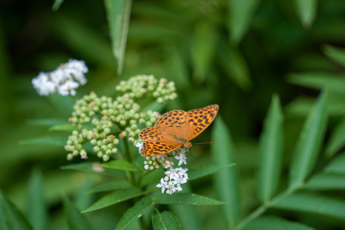 ������ ������� � ��������