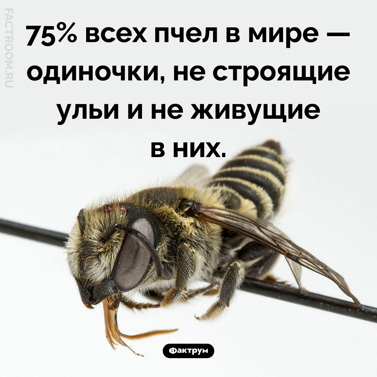 Interesting Facts #276 - My, Informative, Facts, A selection, Picture with text, Factrum, Want to know everything, Amazing