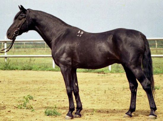 Барин от Набега и Бригантины, рожд. в 1980 г. в Старожиловском к/з. Чемпион СССР по выездке, призёр международных соревнований по выездке, участник Олимпийских игр в Сеуле и Барселоне, один из ведущих продолжателей РВП.