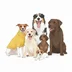 dogs.talk