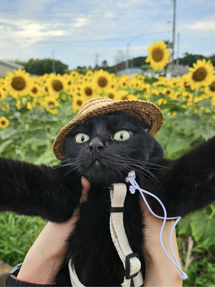 ��� ���