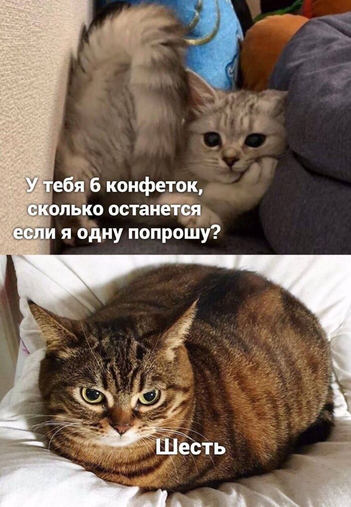 Котя не жадный, котя умный