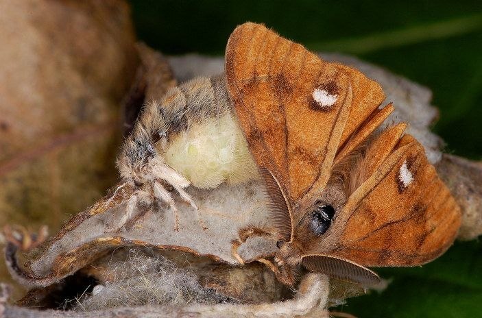 Continuation of the post An Unusual Guest - My, Survey, Experiment, Biology, Caterpillar, Growing, Longpost, Reply to post