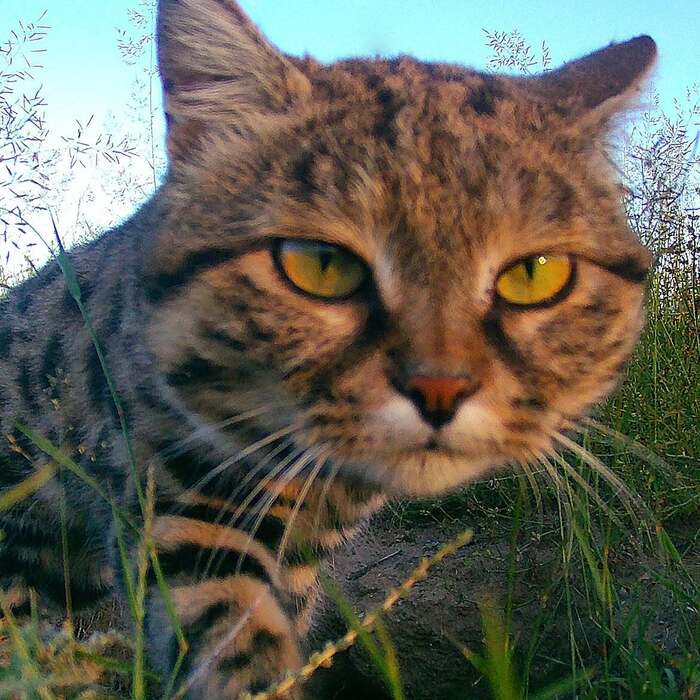 Кошачье сияние