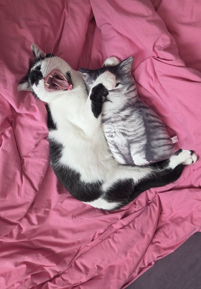 Кот Корован