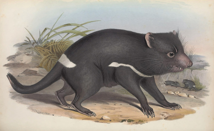 ���������� ������. ������� ����� ������. 1863 ���Biodiversity Heritage Library / Smithsonian Libraries