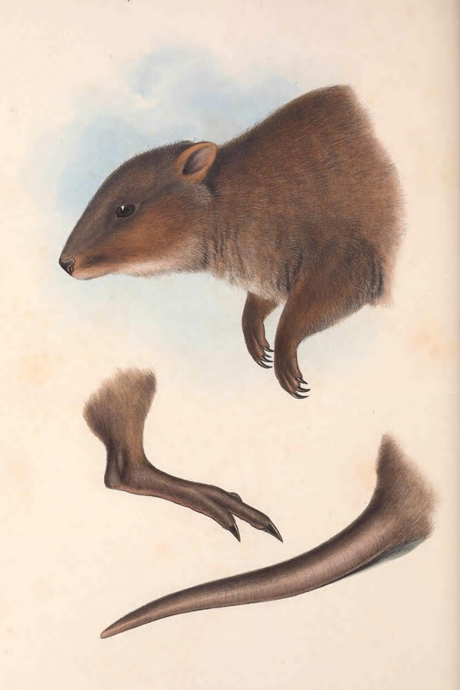 ������. ����������� �� ����� ����� ������ �������������� ���������. 1863 ���Biodiversity Heritage Library / Smithsonian Libraries