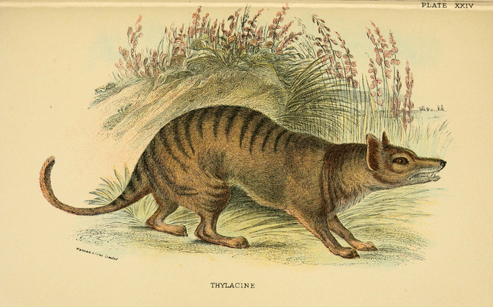 �������� ����. ����������� �� �A Handbook to the Marsupialia and Monotremata� ������� ���������. ������, 1896 ���Smithsonian Libraries