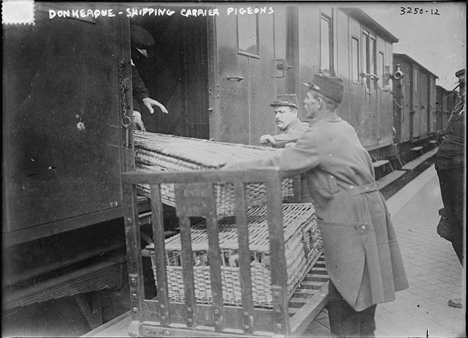 Погрузка почтовых голубей. Дюнкерк, 1914–1915 годы