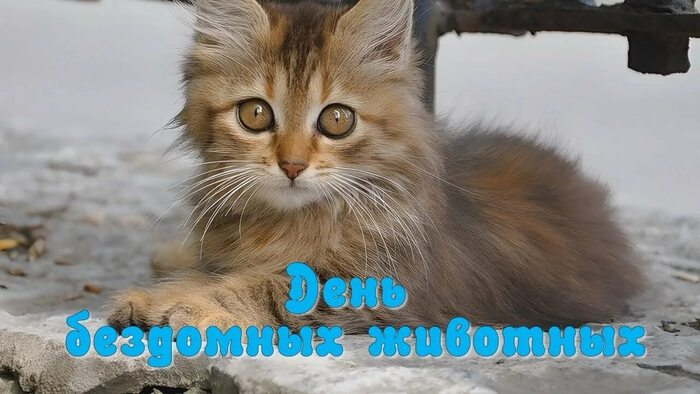 Каждому шерстяному нужен свой кожаный!