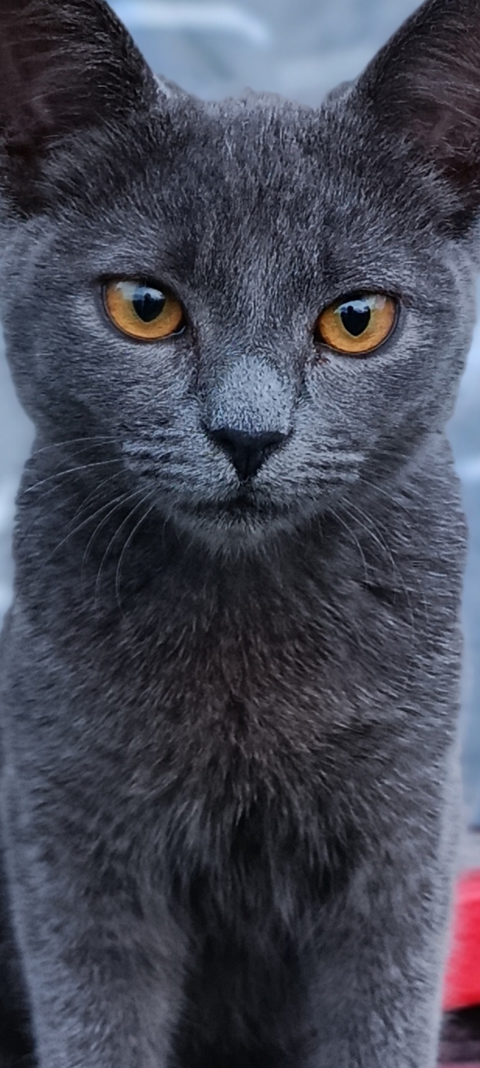 Тимон