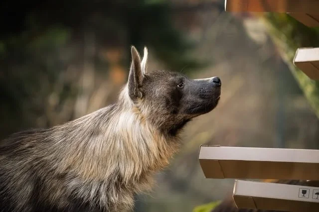 These are the wrong boxes. - Brown hyena, Hyena, Predatory animals, Wild animals, Zoo, Box, The photo, Longpost