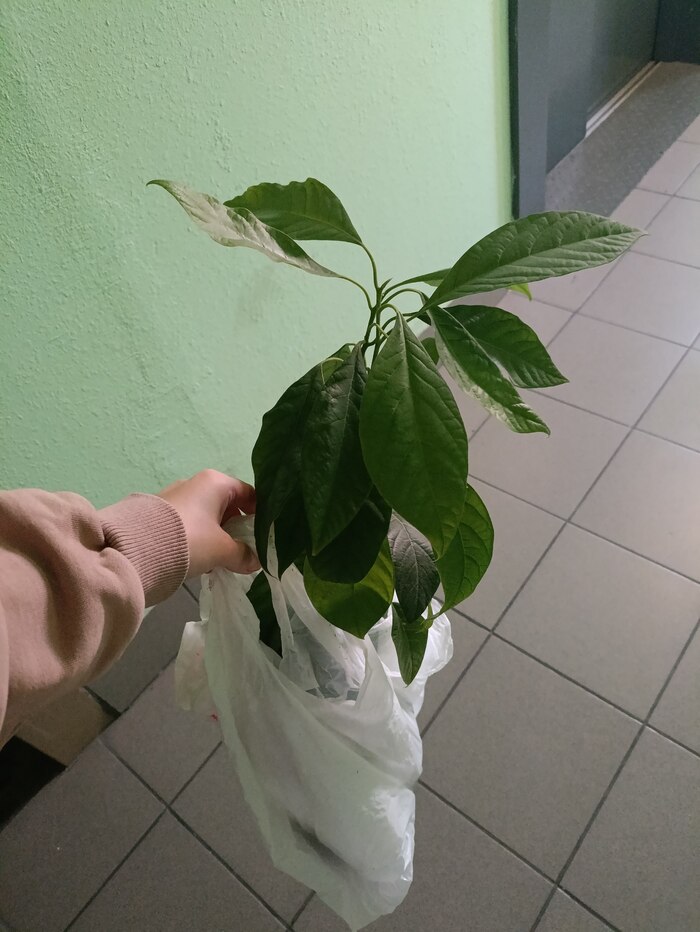 Прощай, Авокадо!