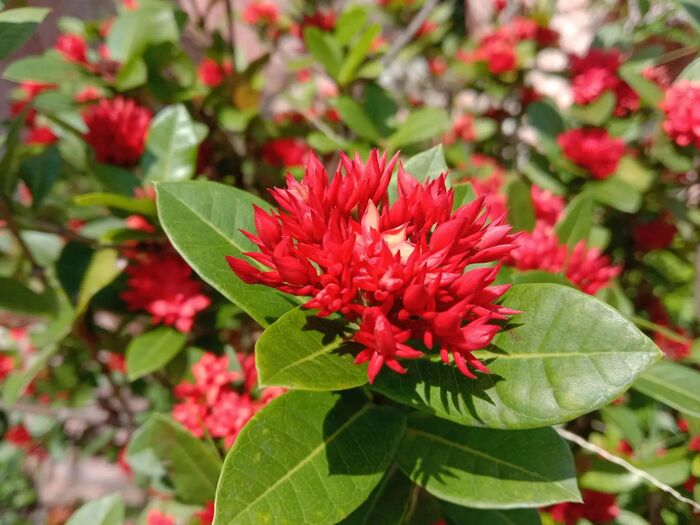Ixora Crimson Star - ��� ������ ������������� �����, ����� �� ��������