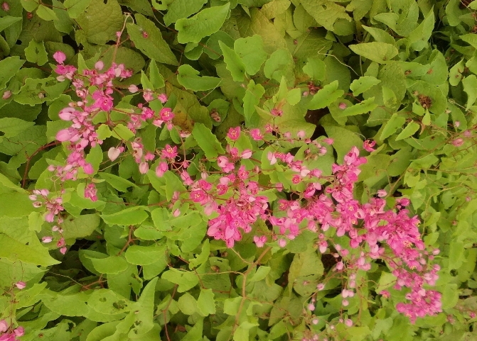 ��������� ���������� (Antigonon leptopus) �� ��������� ��������� (Polygonaceae)
