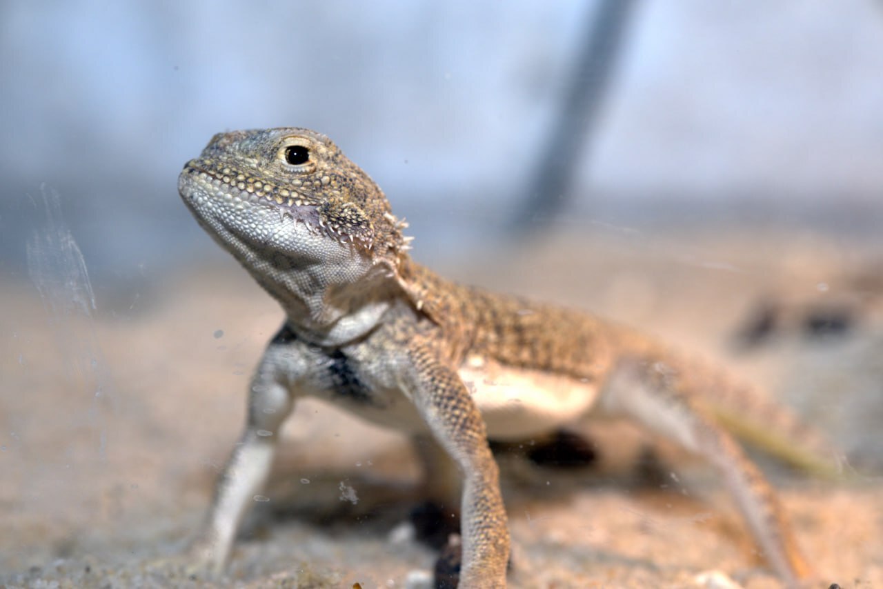 Reply to the post Sunday Column 'Show Your Pet' - Sunday, A wave of posts, Lizard, Mobile photography, Terrariumistics, Reply to post