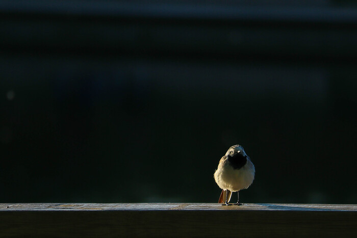 Canon EOS M50m2 55-200mm