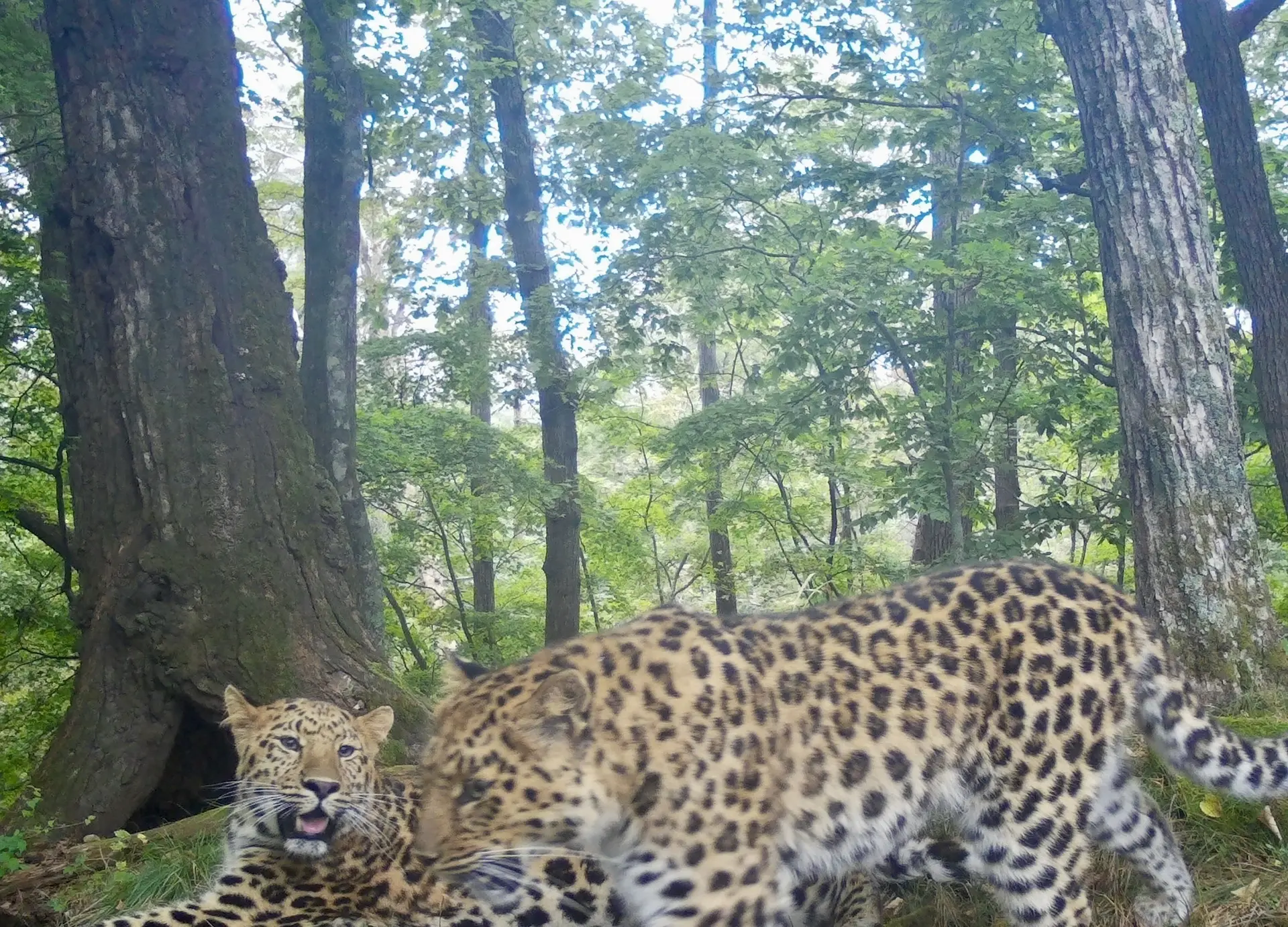 When mom came into the room again without asking - Series Far Eastern leopard, Far Eastern leopard, Young, Milota, Cat family, Wild animals, Predatory animals, Big cats, wildlife, Phototrap, National park, Land of the Leopard, Primorsky Krai, Leopard, MAX messenger (link)