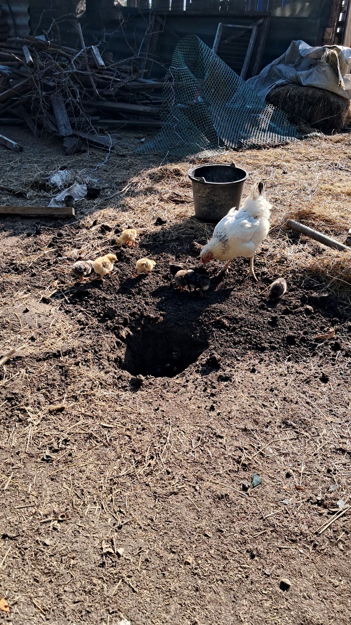 ������� �������.