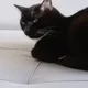 ����� ����� ������ ���� �����������