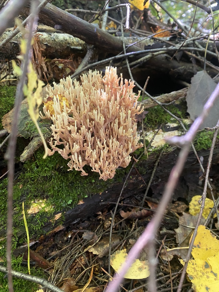 ������� (�������) Ramaria sp.