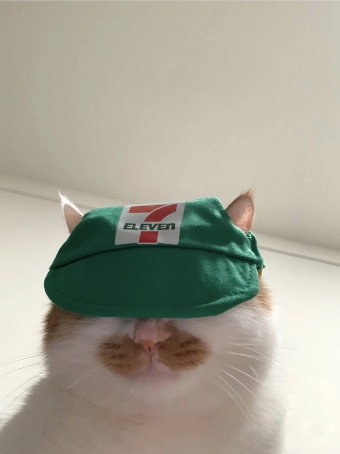 Кот дня