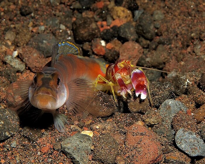 ��������� ����: Steve Childs. Flickr: Gobi and shrimp, CC BY 2.0, <!--noindex--><a href="https://pikabu.ru/story/kak_krevetka_obzavelas_glazami_a_byichok__domom_skazka_na_realnyikh_sobyitiyakh_14327482?u=https%3A%2F%2Fcommons.wikimedia.org%2Fw%2Findex.php%3Fcurid%3D12894255&t=https%3A%2F%2Fcommons.wikimedia.org%2Fw%2Findex.php%3Fcurid%3D12894255&h=69cf3da1034cfe7af9a662e53ca01f12a078fbf4" title="https://commons.wikimedia.org/w/index.php?curid=12894255" target="_blank" rel="nofollow noopener">https://commons.wikimedia.org/w/index.php?curid=12894255</a><!--/noindex-->
