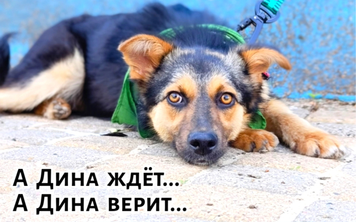 Д И Н А девочка 11 месяцев