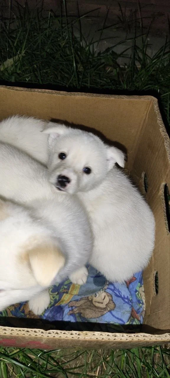 Puppies are looking for a home! - My, In good hands, Dog, Moscow, Helping animals, Moscow region, Puppies, Homeless animals, Good deeds, Longpost