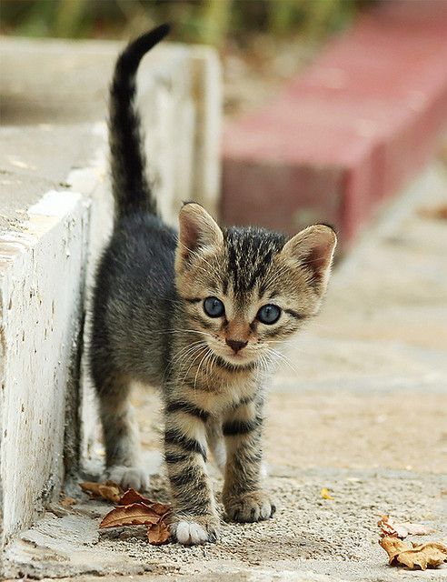 Кот с прокуренным басом