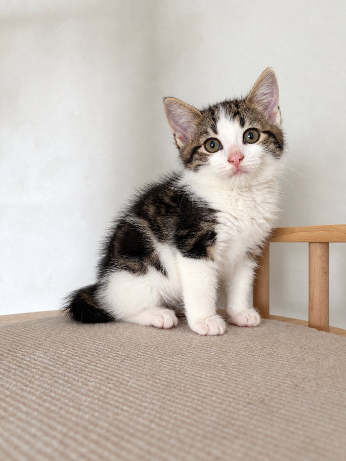 Котик