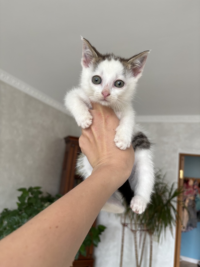 Котик , пока супер спокойный .