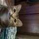 ������ ������������ CyberLobster