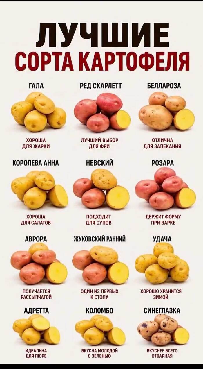 Лучшие сорта картофеля