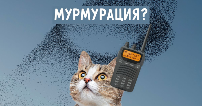 «Мурмурация» — это «бормотание» в переводе с латинского. Увы, котики и рации здесь ни при чём.