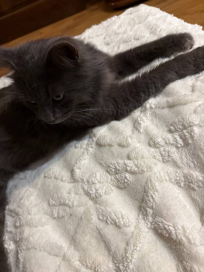 ���� �� ������� 😻