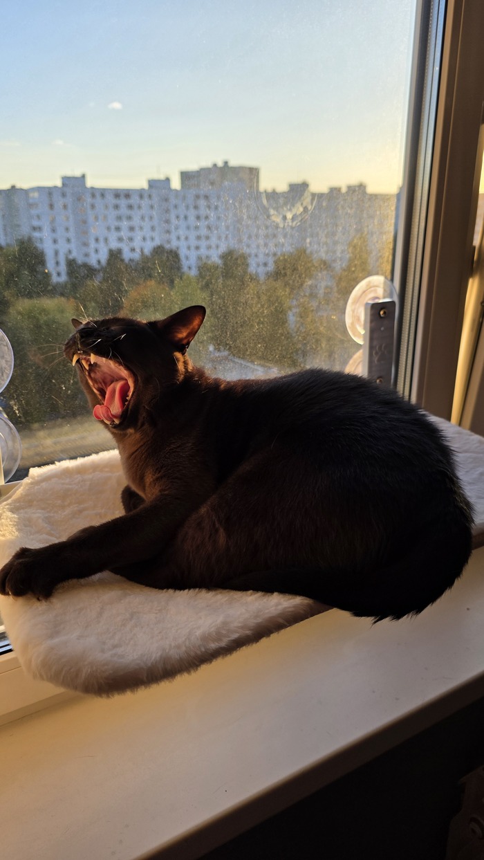 Просто хвастаюсь котом.