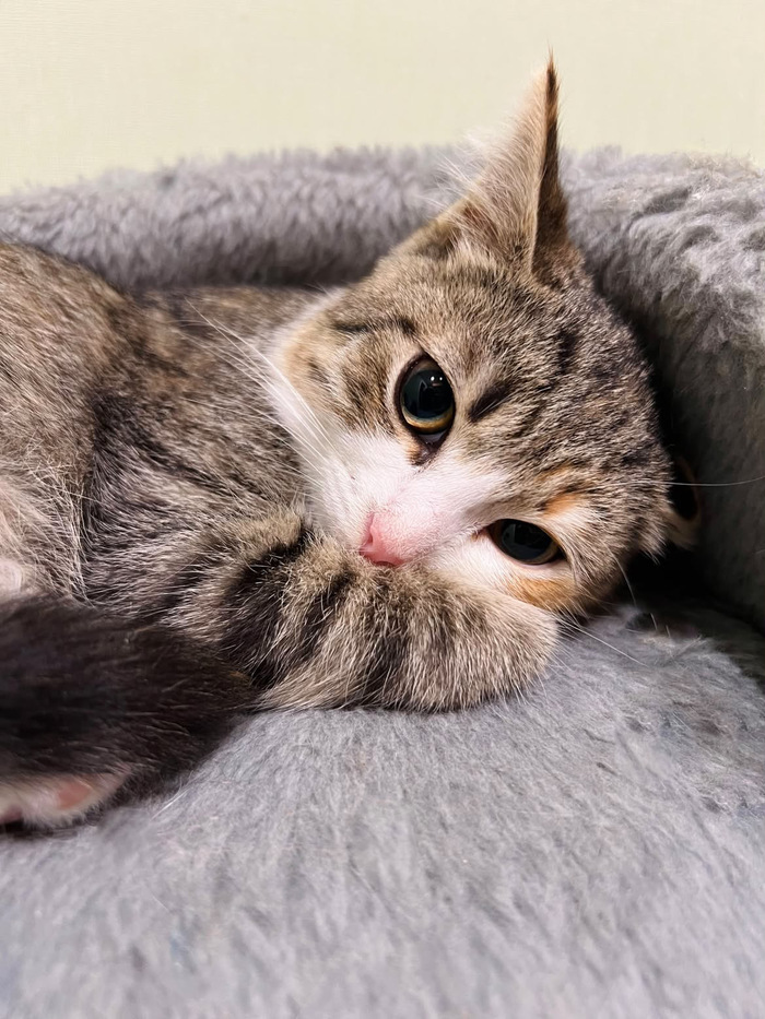 Котёнок девочка Лилу ищет Дом!