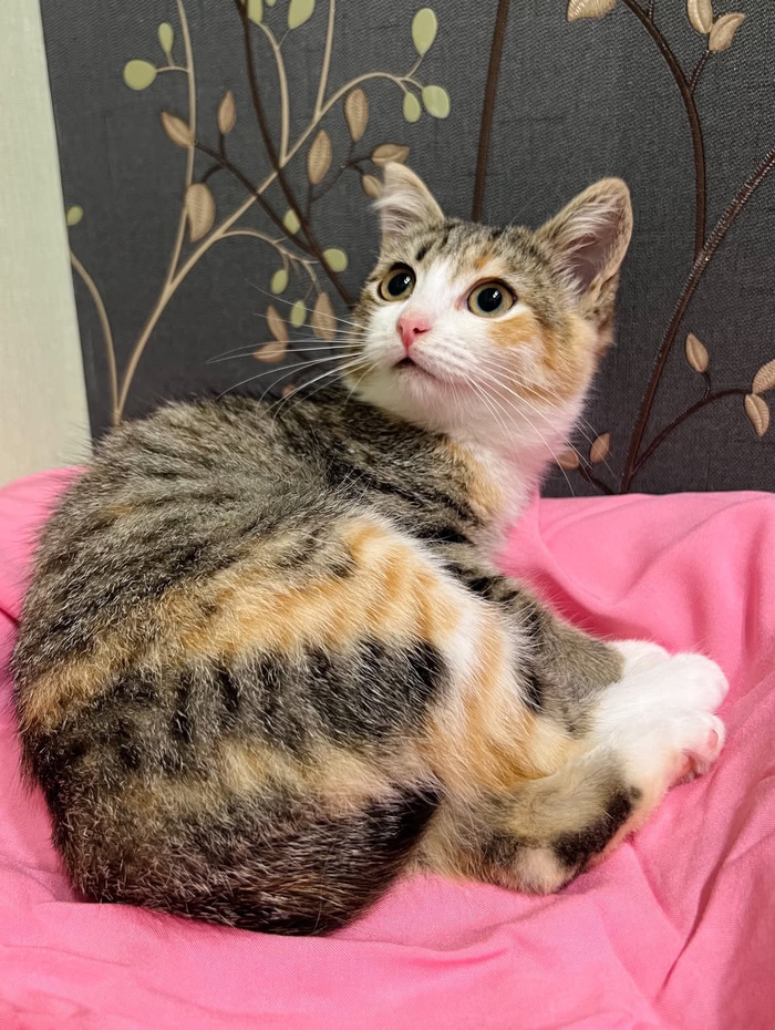 Котёнок девочка Лилу ищет Дом!