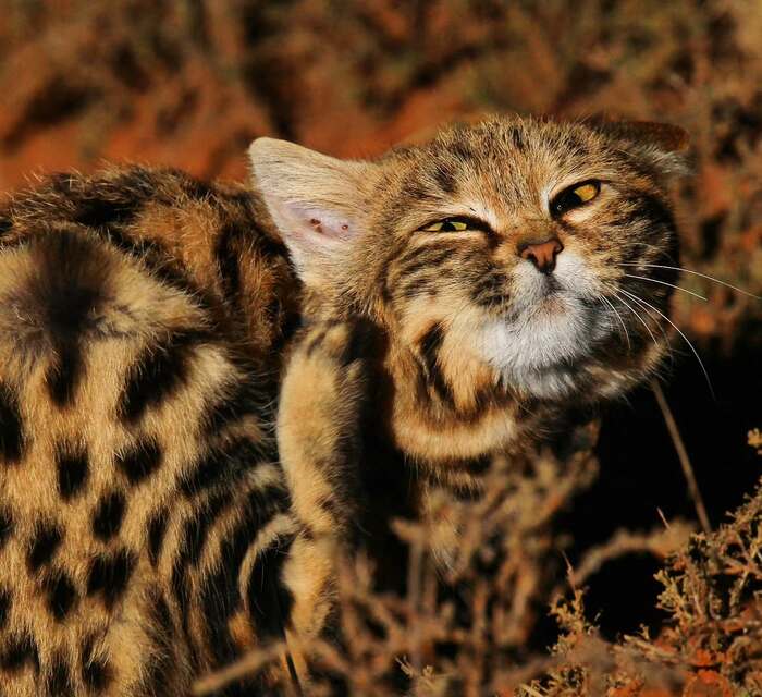 Черноногая кошка