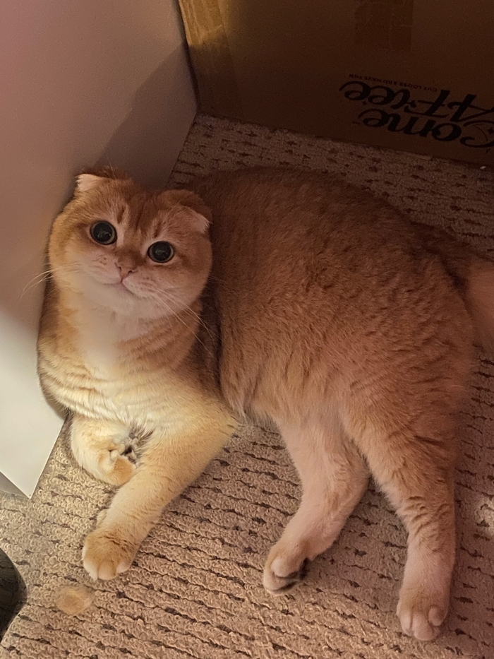 ��� ������