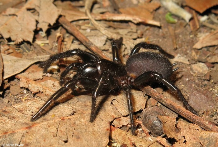 ���� Atrax robustus. �� ��������� � �������