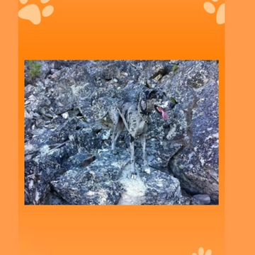 Игра в который вам нужно искать песиков, который спрятаны на картинках.